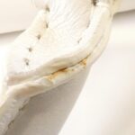 Celine_Trapeze_169543PWA_Bag_6