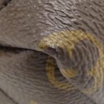 Louis_Vuitton_Monogram_Palm_Springs_Backpack_MINI_M41562_Backpack_3