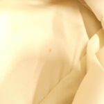 Chanel_Travel_Line_15991_Bag_8