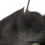 Hermès_Picotin_Lock_Kazak_2_PM_082321CC_手袋_6